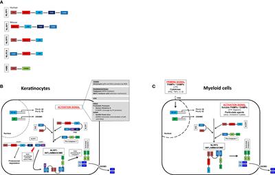 The NLRP1 inflammasome in skin diseases